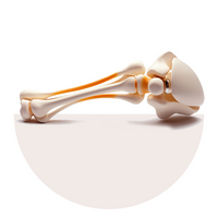 Bones & Joints Support